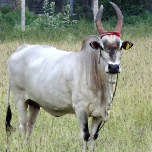 Bull