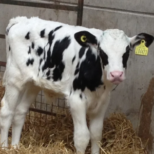 Calf